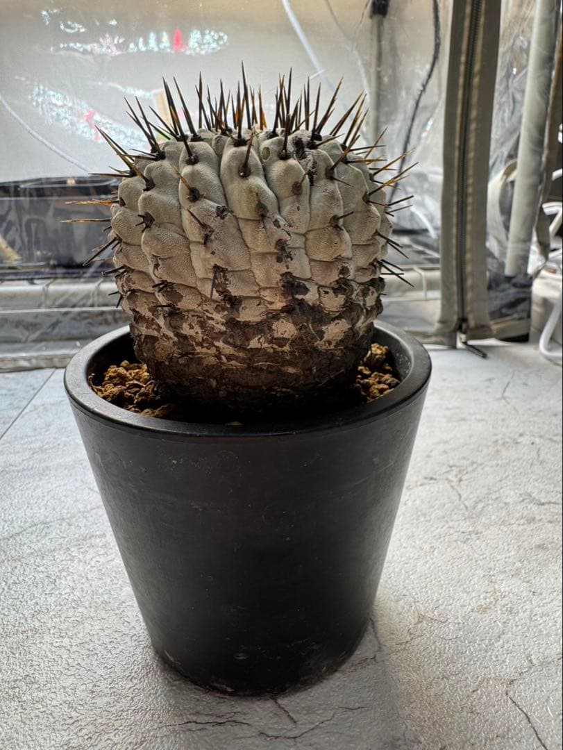 コピアポア　弧竜丸　コルムナアルバ　現地球