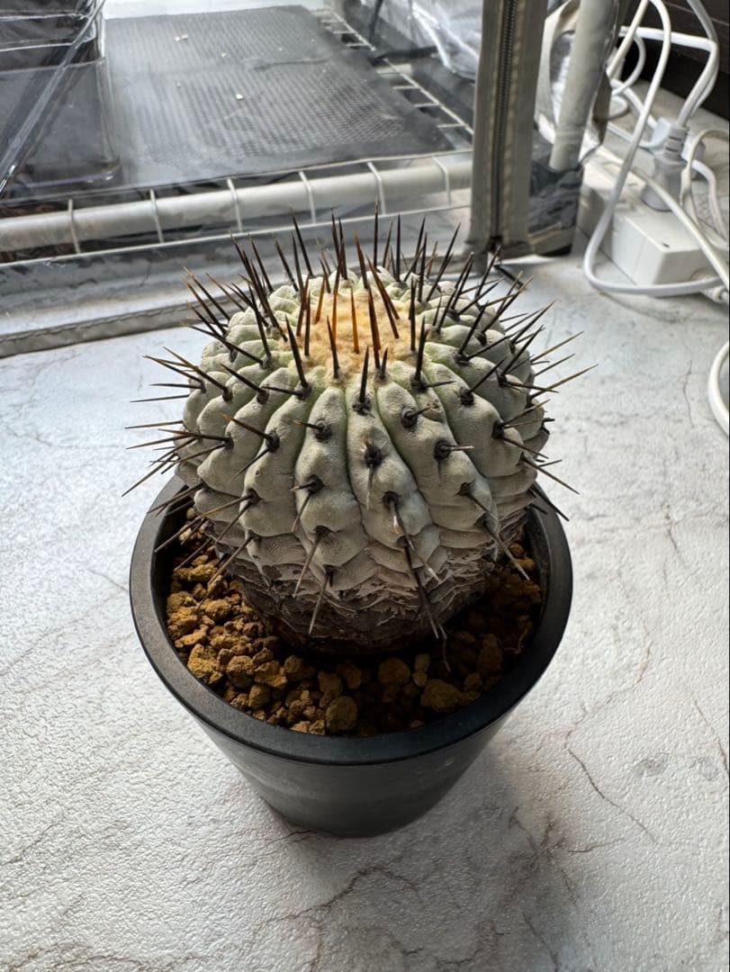 コピアポア　弧竜丸　コルムナアルバ　現地球