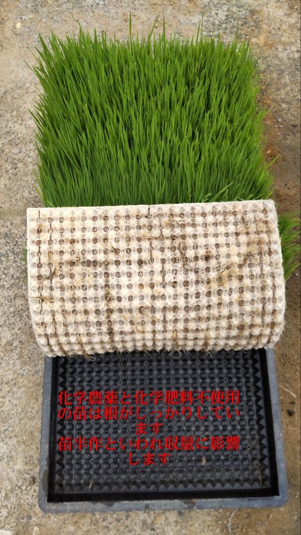 田に入らないと何もわからない 玄米10kg７年産コシヒカリ 特栽①化学農薬不使用