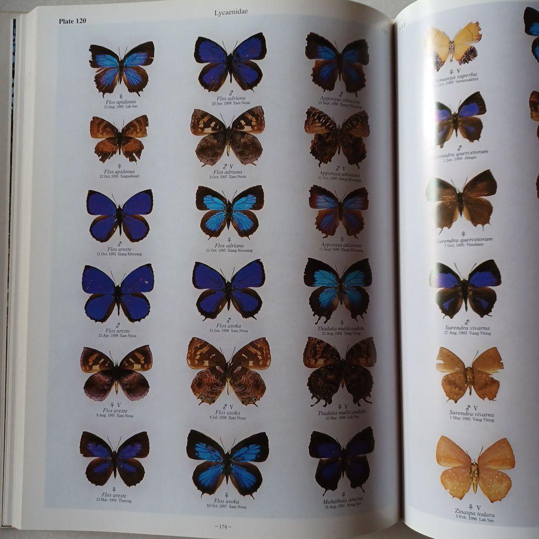 蝶の本　ラオス蝶類図譜