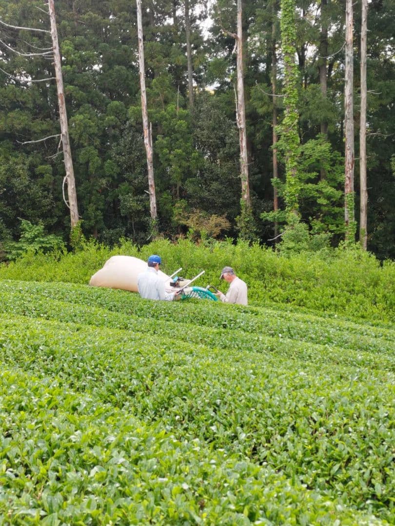 2025年 静岡県産 新茶 100g×20袋