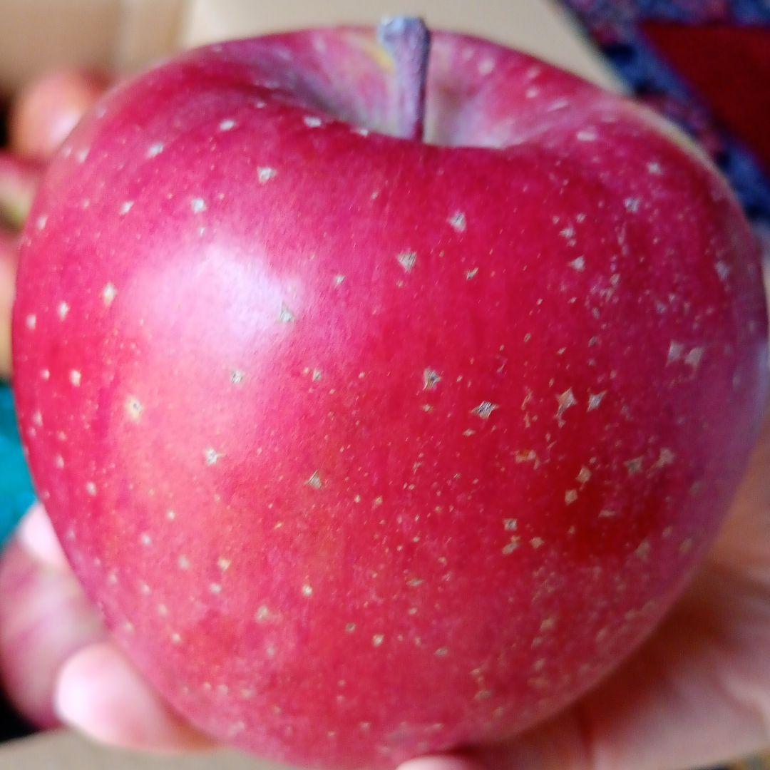 青森　葉取らずサンふじ　10キロ箱　赤特秀