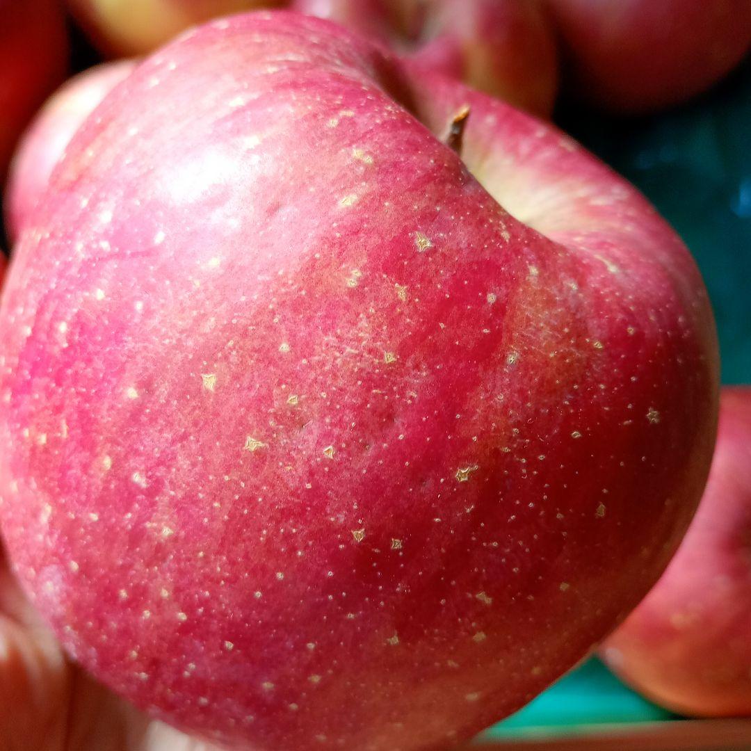 青森　葉取らずサンふじ　10キロ箱　赤特秀