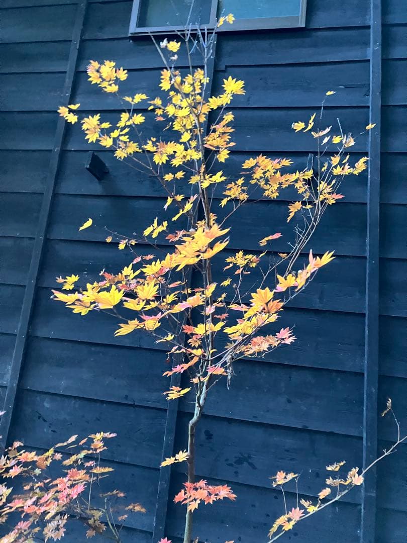 5 コハウチワカエデ