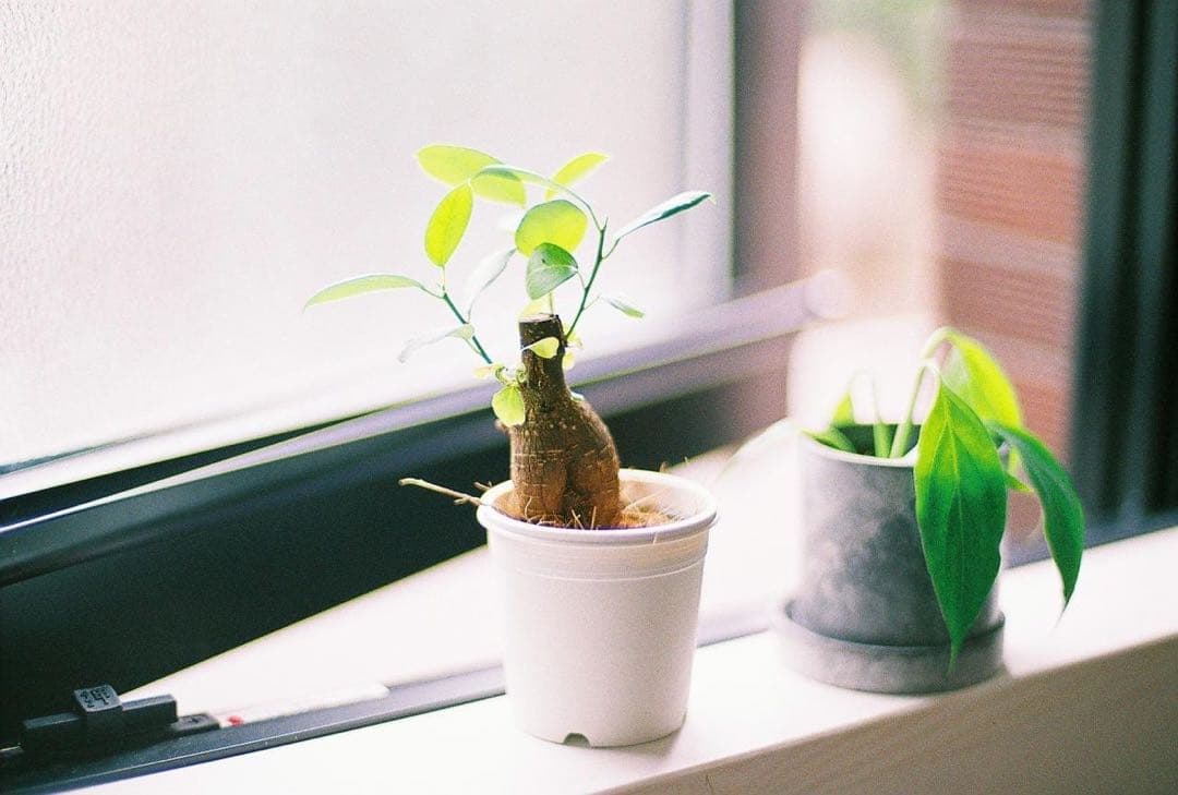 【作例あり】Nikon F3 一眼レフカメラ NIKKOR 50mm f/1.4