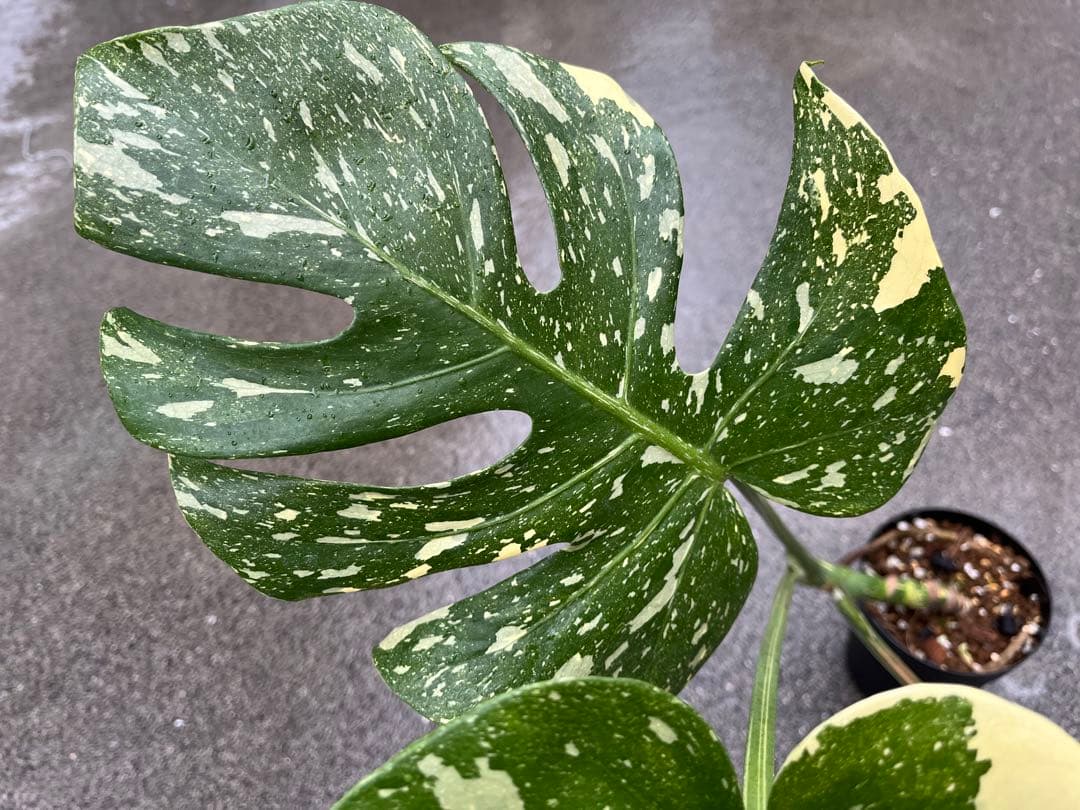 メ*1様 モンステラ デリシオーサ タイコンステレーション 検索 アイボリー ス