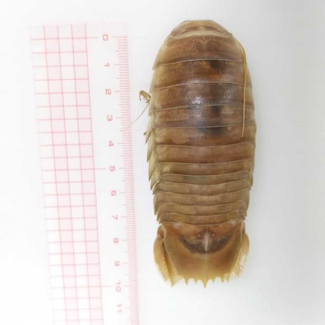 【1点物】乾燥・色彩保存標本 オオグソクムシ