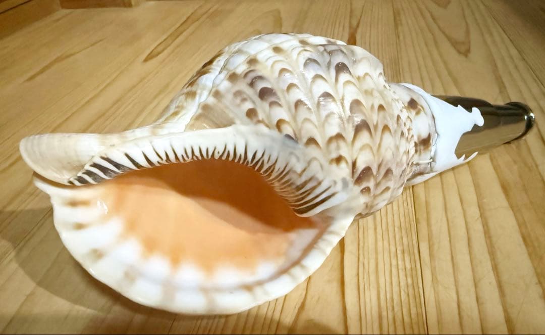 コンパクト修験道法螺貝　山伏　密教　熊よけ　魔除け❣️ほら貝　ホラガイ