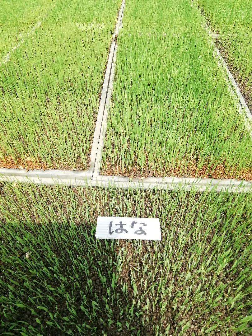 令和７年９月収穫　コシヒカリ玄米２０kg