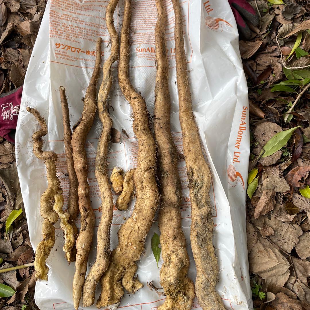 天然自然薯ーー3キロ