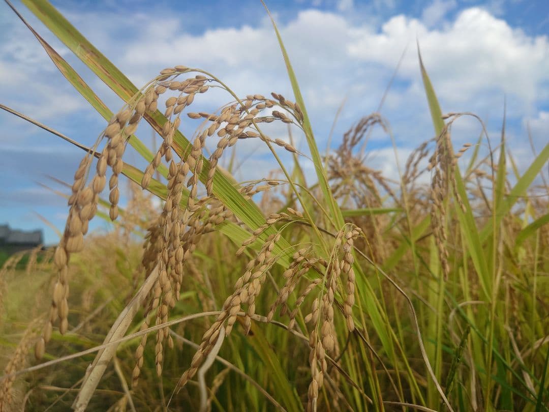 自然栽培 玄米粉 1kg×12袋 2025年産 コシヒカリ (真空パック)
