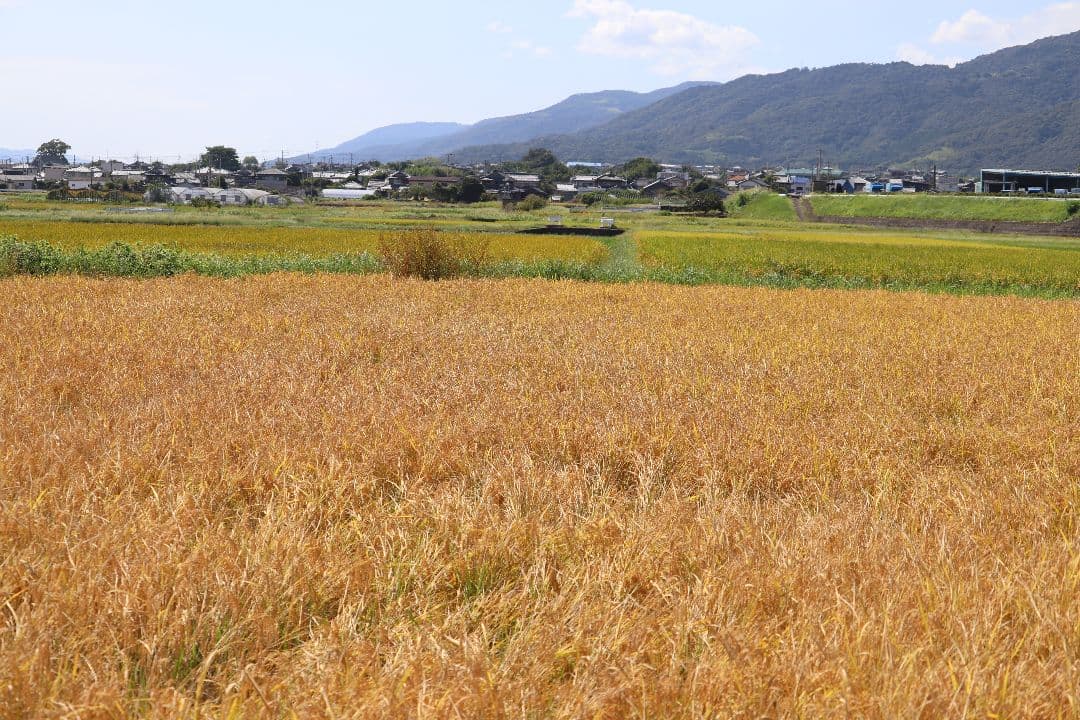 自然栽培 玄米粉 1kg×12袋 2025年産 コシヒカリ (真空パック)