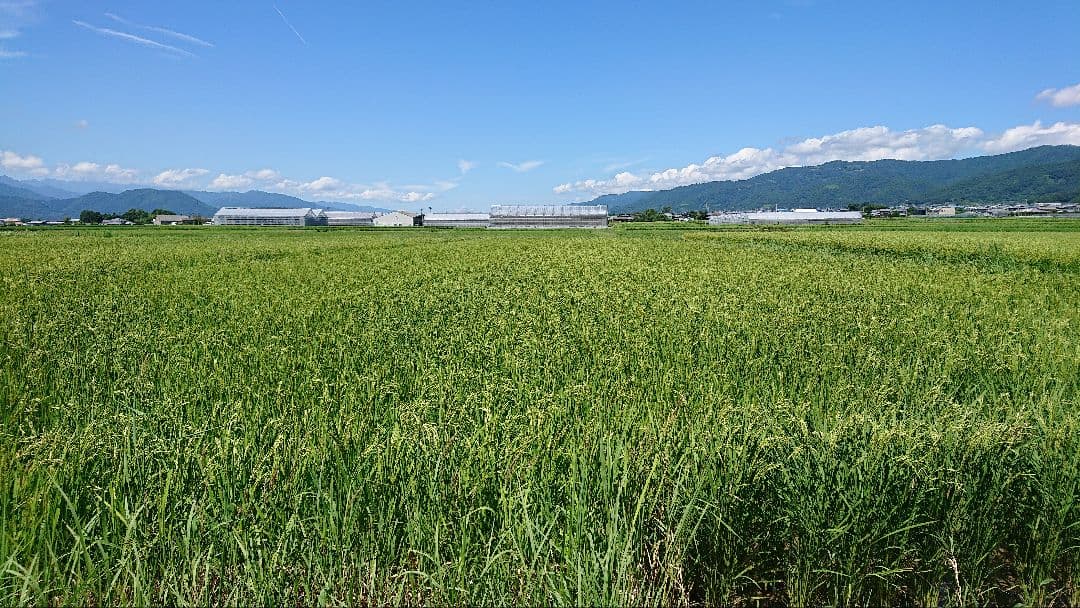 自然栽培 玄米粉 1kg×12袋 2025年産 コシヒカリ (真空パック)