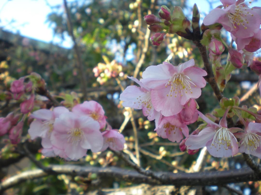 実写美⭕️外観美【動作確認済】ニコン COOLPIX S210 デジカメ