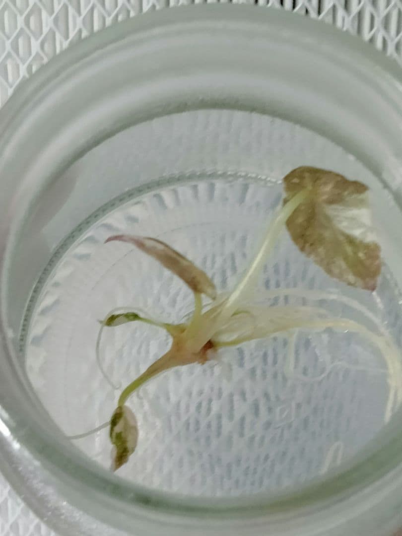 アロカシア クプレア ピンク斑入り Alocasia Cuprea Pink