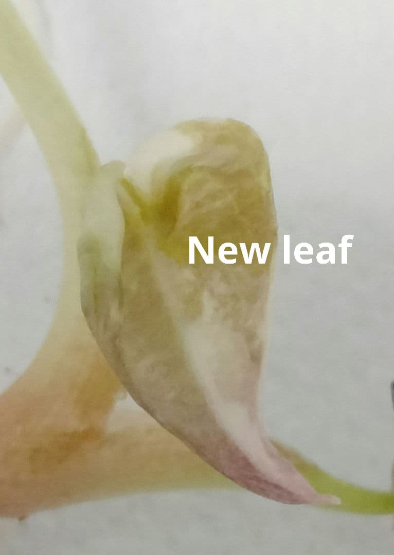 アロカシア クプレア ピンク斑入り Alocasia Cuprea Pink