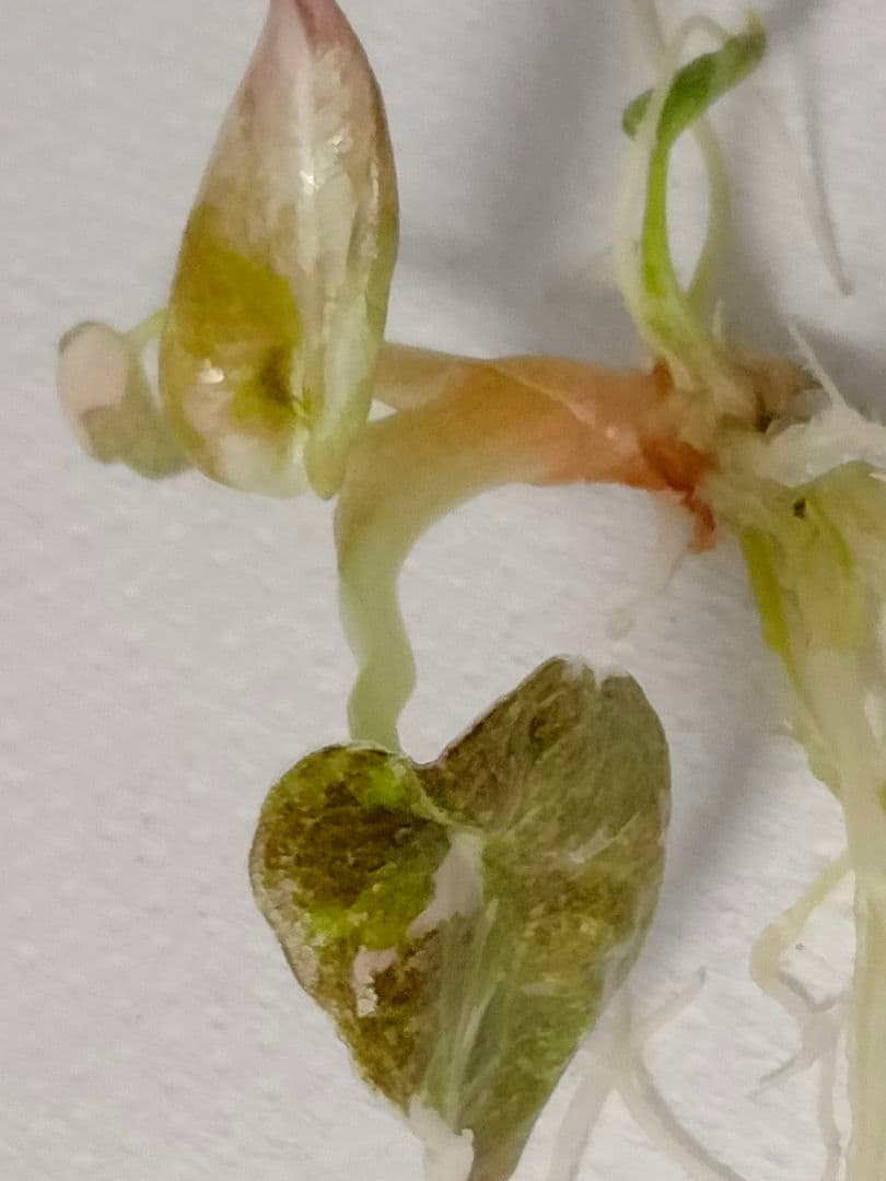 アロカシア クプレア ピンク斑入り Alocasia Cuprea Pink