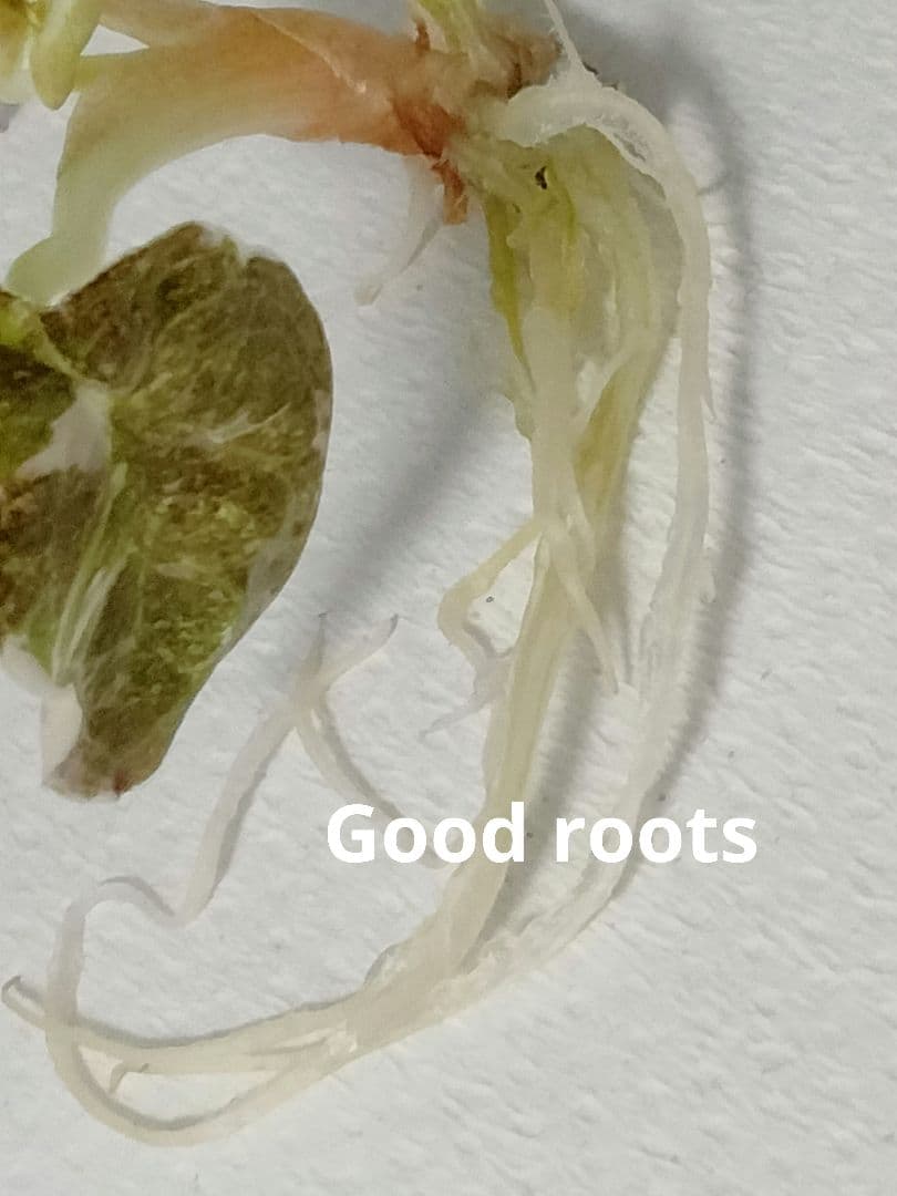 アロカシア クプレア ピンク斑入り Alocasia Cuprea Pink