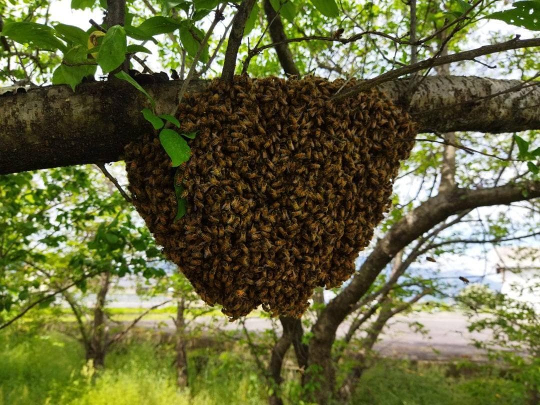 はちみつ　特別セット　350ｇパック8本　おまけ卓上用プラボトル2本