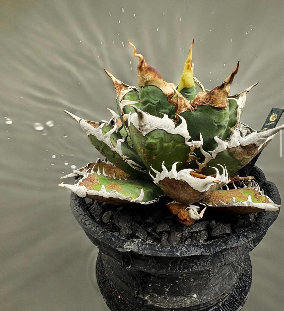 アガベ Hans実生01