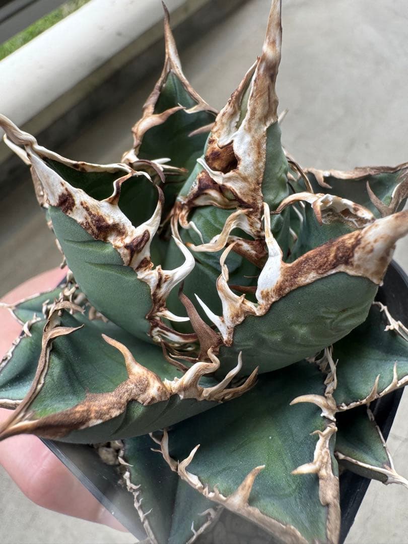 アガベ Hans実生01