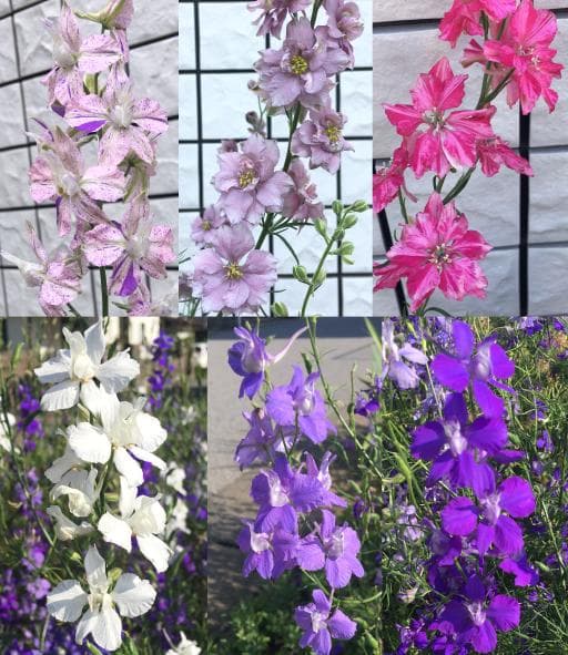 【RYU】宿根デルフィニウム さくらひめの種と千鳥草の種ミックス