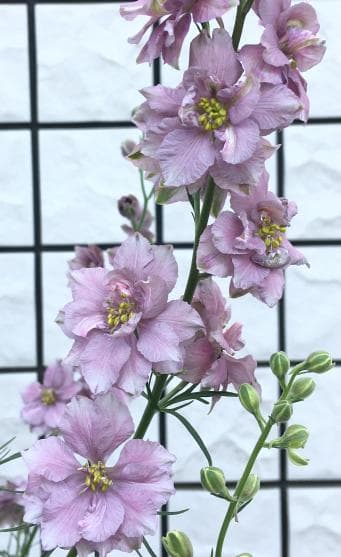 【RYU】宿根デルフィニウム さくらひめの種と千鳥草の種ミックス