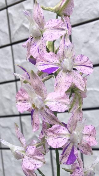 【RYU】宿根デルフィニウム さくらひめの種と千鳥草の種ミックス