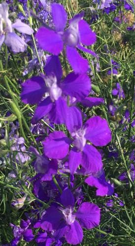 【RYU】宿根デルフィニウム さくらひめの種と千鳥草の種ミックス