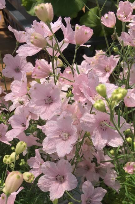 【RYU】宿根デルフィニウム さくらひめの種と千鳥草の種ミックス