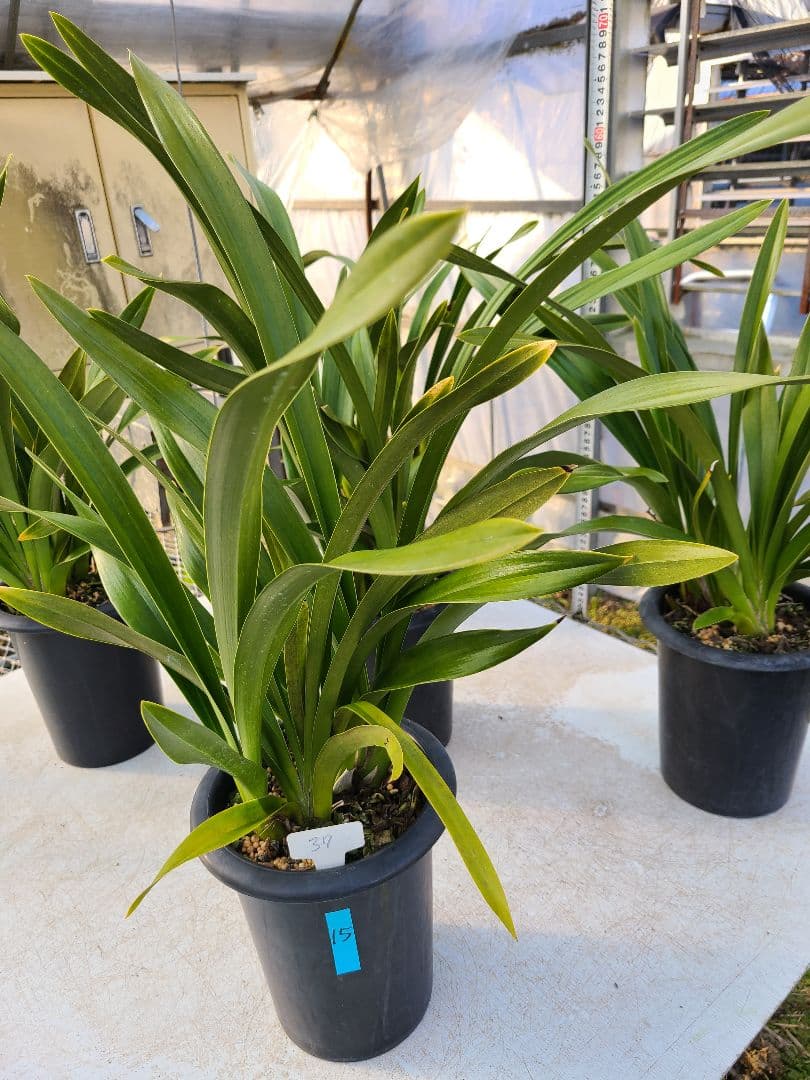 フォアゴットンフルーツ。花芽3個。5鉢セット。蜜蜂誘引蘭。日本蜜蜂。