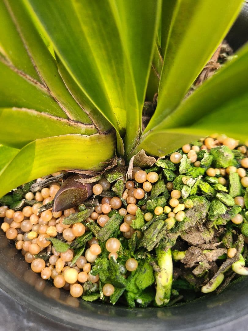 フォアゴットンフルーツ。花芽3個。5鉢セット。蜜蜂誘引蘭。日本蜜蜂。