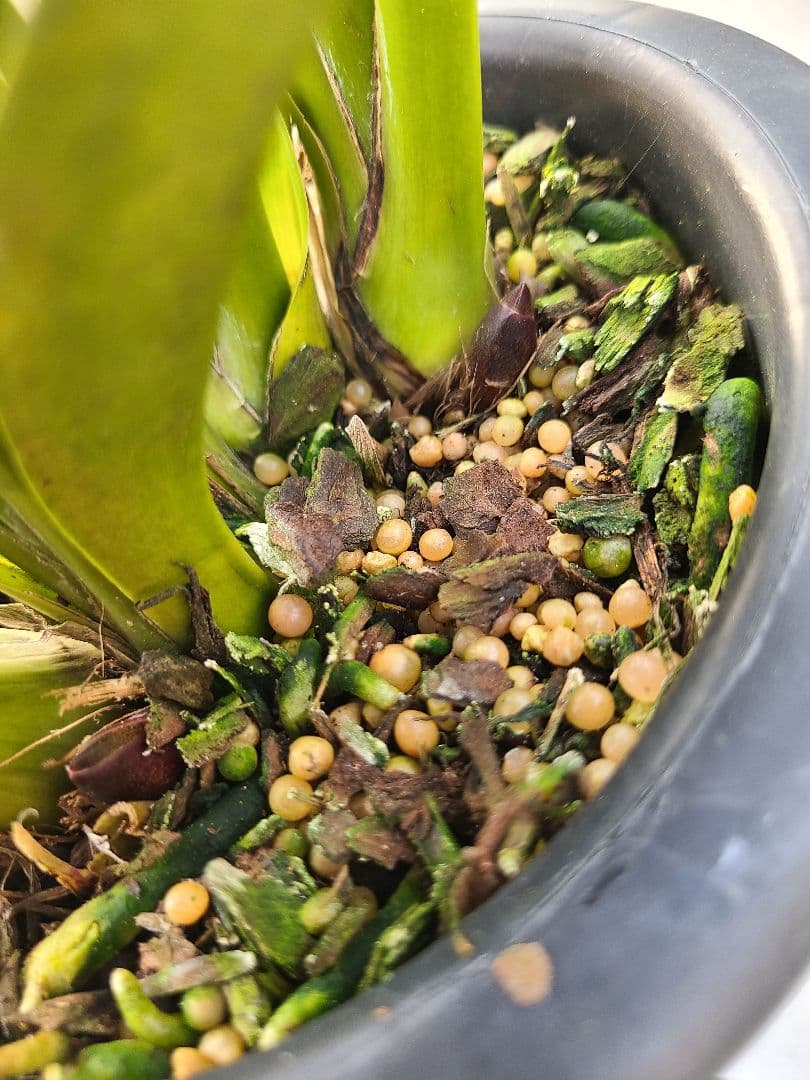 フォアゴットンフルーツ。花芽3個。5鉢セット。蜜蜂誘引蘭。日本蜜蜂。