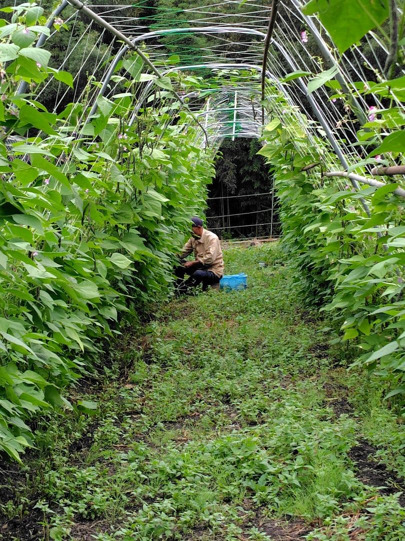 霜降りインゲン