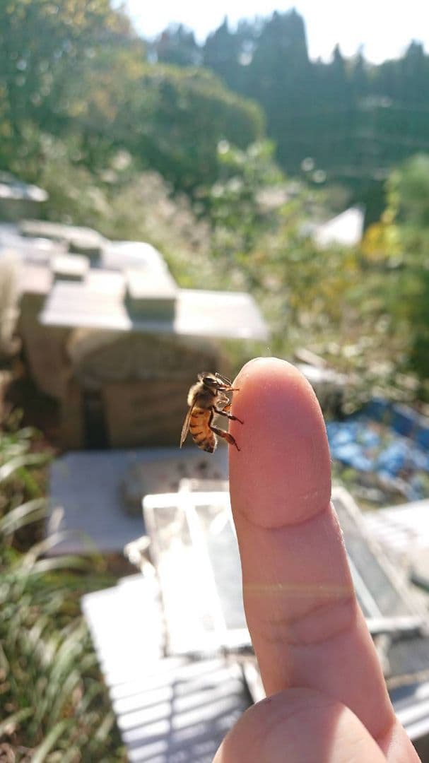 蜂蜜　プティになります