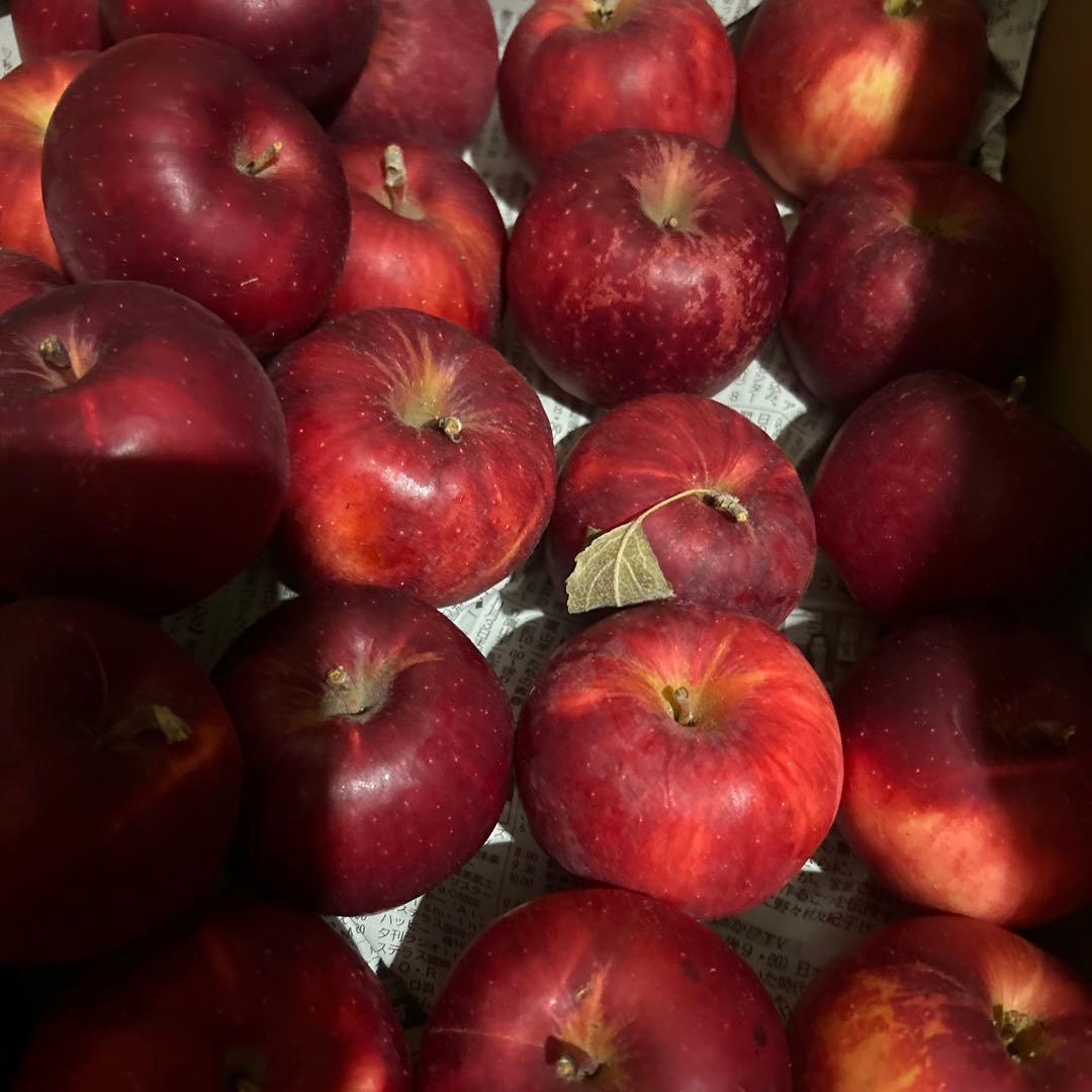 青森県産農薬不使用紅玉りんご10キロ送料無料
