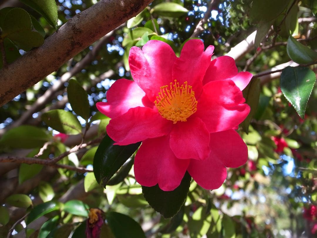 【Waltさま専用】【誰もが認める名機】RICOH GR DIGITAL Ⅲ