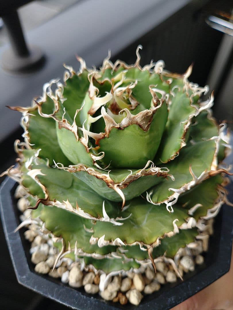 アガベ　フィリグリー　メルカリ便　子株付き