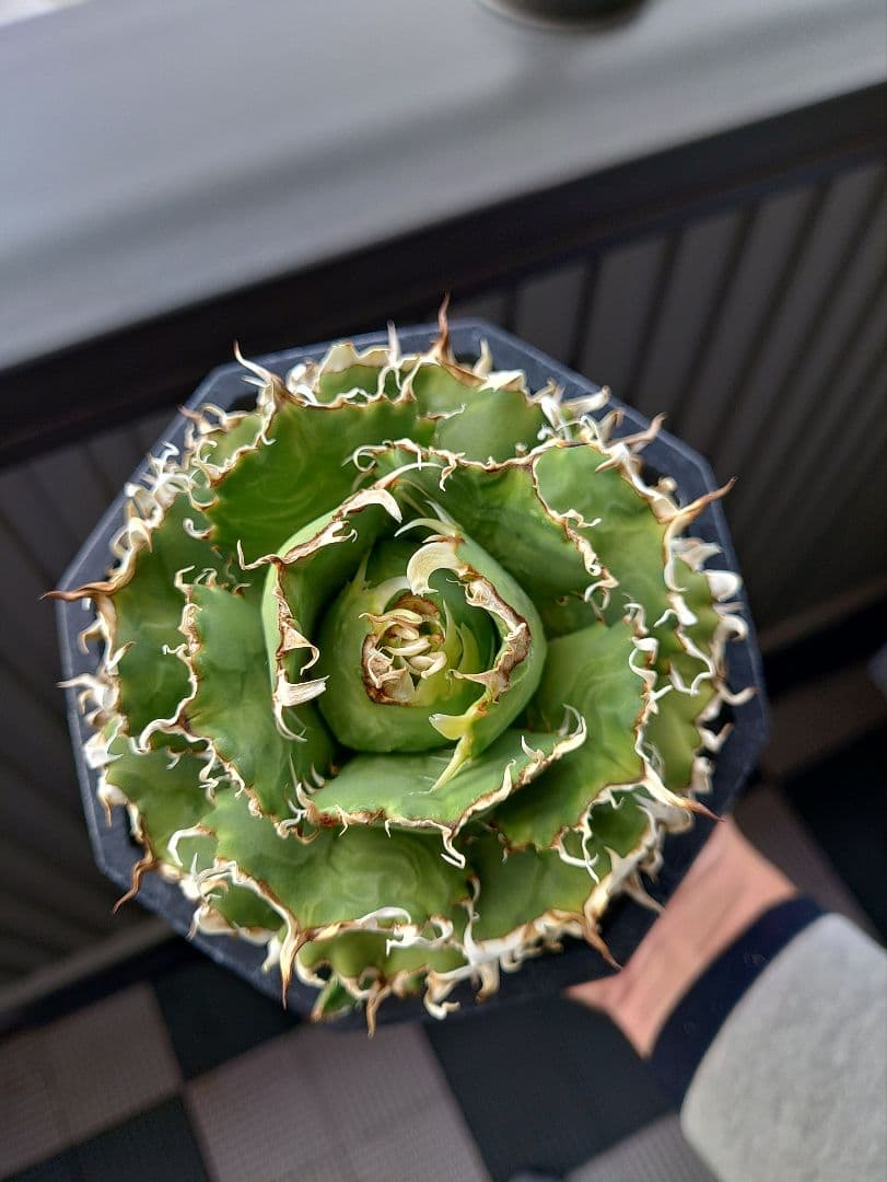 アガベ　フィリグリー　メルカリ便　子株付き