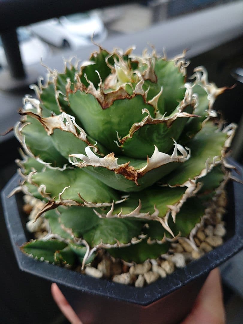 アガベ　フィリグリー　メルカリ便　子株付き