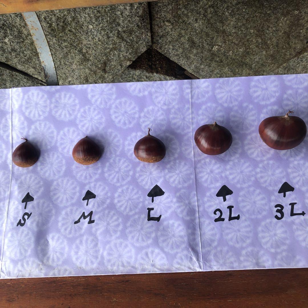 ★笠間の栗♪栗♪栗♪★15k 超★3L大粒混じりMix★業務用★皆でお得♪♪