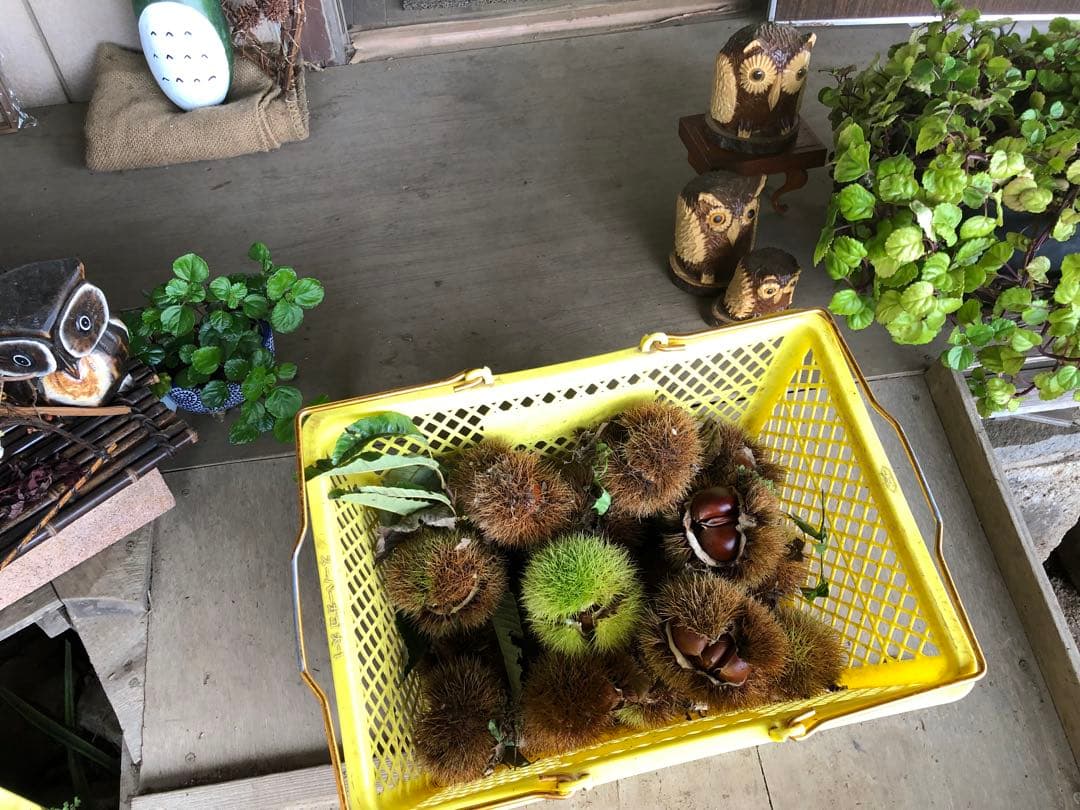 ★笠間の栗♪栗♪栗♪★15k 超★3L大粒混じりMix★業務用★皆でお得♪♪