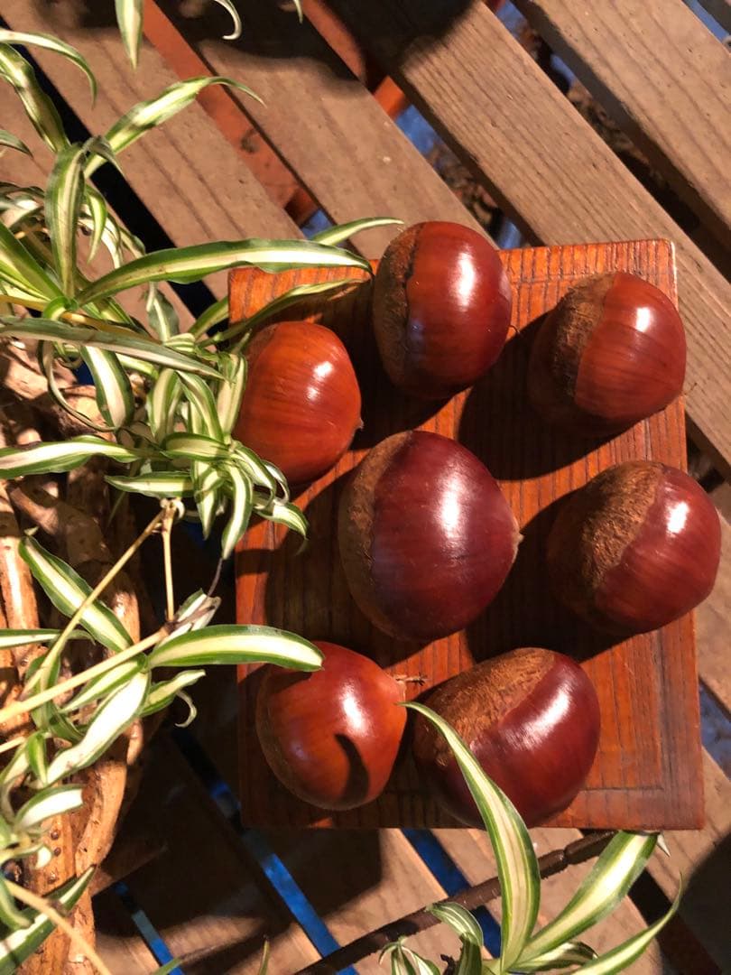 ★笠間の栗♪栗♪栗♪★15k 超★3L大粒混じりMix★業務用★皆でお得♪♪