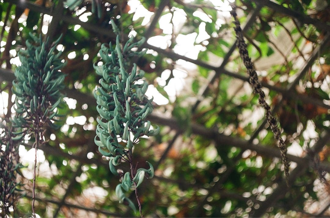 ライカ　M3 ズマリット　レンズセット　オーバーホール済み