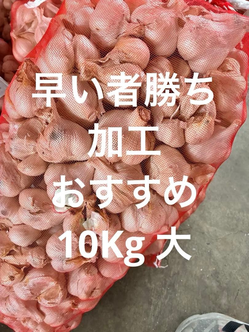 新物　青森県にんにく10Kg 大　一部芽が出そうです