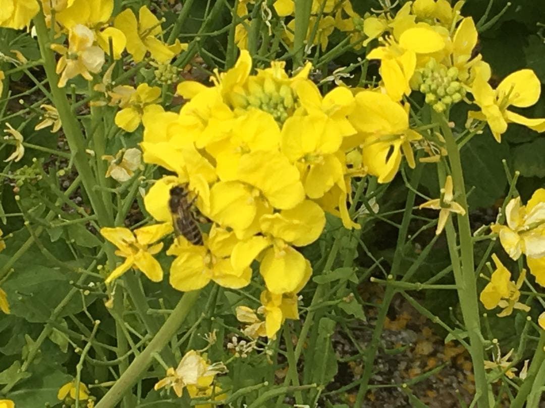 ★日本蜜蜂・非加熱・生ハチミツ・はちみつ・1Ｋ★