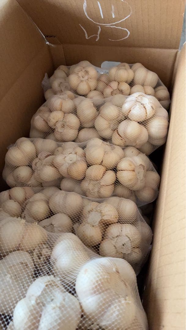 新物　青森県にんにく5Kg M