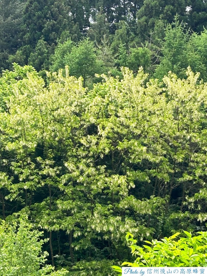 【まこもも】アカシア蜂蜜 1000g 4本 国産蜂蜜 生蜂蜜 はちみつ