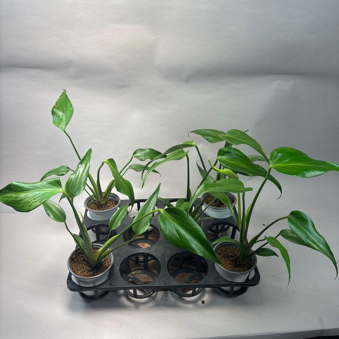 S*T様 5株セットms36モンステラ バールマルクスフレーム