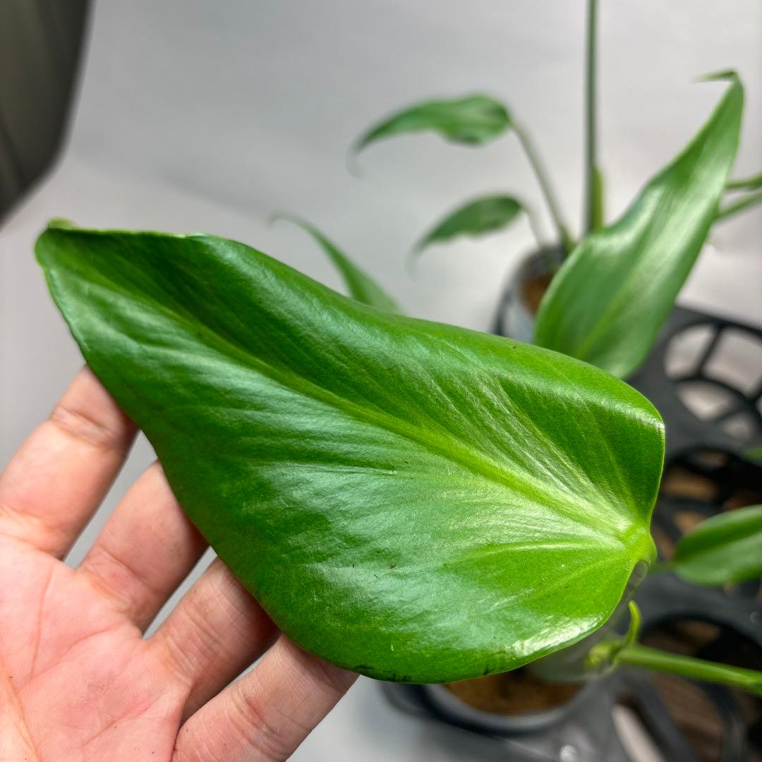 S*T様 5株セットms36モンステラ バールマルクスフレーム